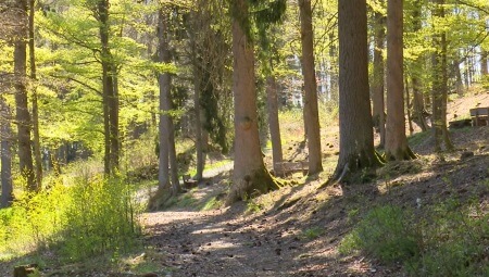 Waldweg | Quelle: RuheForst Schloss Berleburg Waldweg | Quelle: RuheForst Schloss Berleburg