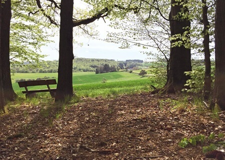 Waldrand | Quelle: RuheForst Lahn Taunus Höhe Waldrand | Quelle: RuheForst Lahn Taunus Höhe