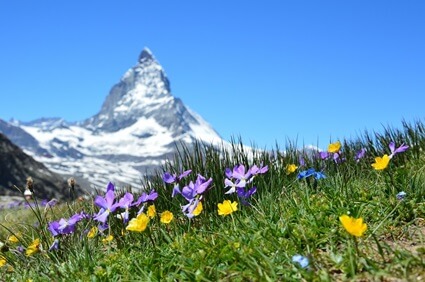 Symbolbild: Almwiese mit Alpengipfel im Hintergrund