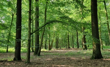 Waldweg | Quelle: RuheForst Ahringhoff/Ahlen Waldweg | Quelle: RuheForst Ahringhoff/Ahlen