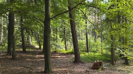 Waldbild | Quelle: RuheForst Eichenzell Waldbild | Quelle: RuheForst Eichenzell