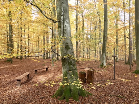 Anfachtsplatz | Quelle: RuheForst Österberg Riedlingen Anfachtsplatz | Quelle: RuheForst Österberg Riedlingen