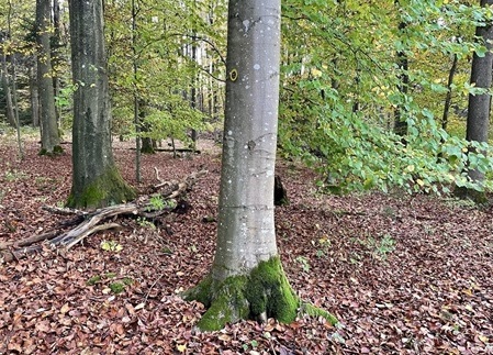 RuheBiotop | Quelle: RuheForst Österberg Riedlingen RuheBiotop | Quelle: RuheForst Österberg Riedlingen