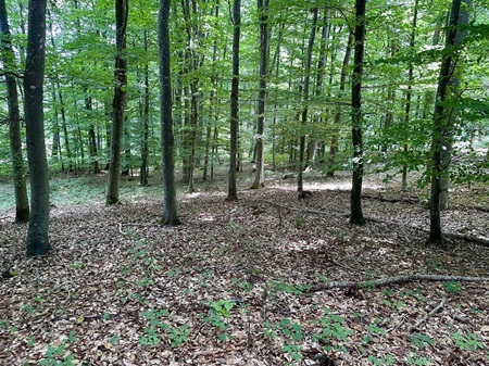 Waldbild | Quelle: RuheForst Österberg Riedlingen Waldbild | Quelle: RuheForst Österberg Riedlingen