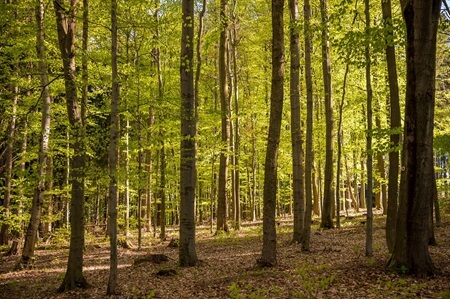 Waldbild | Quelle: RuheForst Olbernhau Waldbild | Quelle: RuheForst Olbernhau
