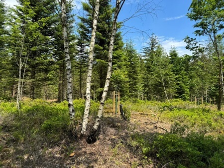 Waldbild | Quelle: RuheForst Rickenbach Waldbild | Quelle: RuheForst Rickenbach