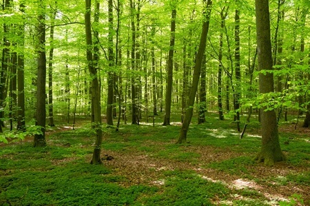 Waldbild | Quelle: RuheForst Schriesheim Waldbild | Quelle: RuheForst Schriesheim