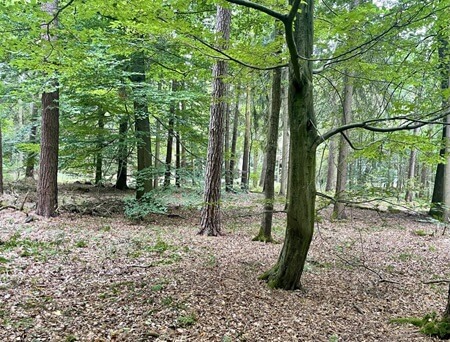 Quelle: RuheForst Waldbild | Quelle: RuheForst Schriesheim