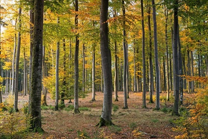 Laubmischwald Laubmischwald (Symbolbild)