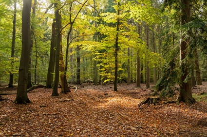 Herbstbild | Quelle: RuheForst Maiblumenwald Herbstbild | Quelle: RuheForst Maiblumenwald