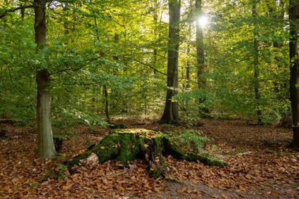 "Stubbe" im Maiblumenwald | Quelle: RuheForst Lustadt "Stubbe" im Maiblumenwald | Quelle: RuheForst Lustadt