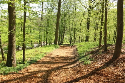 Waldweg | Quelle: RuheForst Vogtland Waldweg | Quelle: RuheForst Vogtland