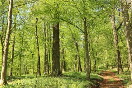 Frühling im Wald | Quelle: RuheForst Vogtland Frühling im Wald | Quelle: RuheForst Vogtland