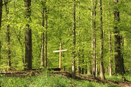 Waldbild mit Holzkreuz | Quelle: RuheForst Vogtland Waldbild mit Holzkreuz | Quelle: RuheForst Vogtland