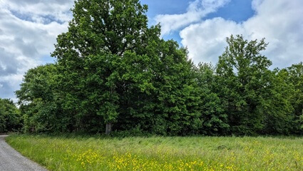 Anfahrt zum FriedWald Friolzheim | Quelle: FriedWald GmbH