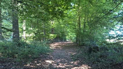Waldweg | Quelle: FriedWald Gronenburglle: FriedWald Wiesenbach