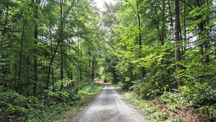 Hauptweg | Quelle: FriedWald Wiesenbach