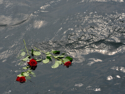 Rosen treiben auf der Wasseroberfläche