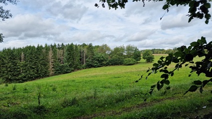 Blick auf den Waldrand