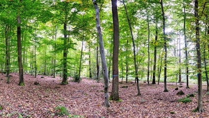 FriedWald Euskirchen, Waldbild