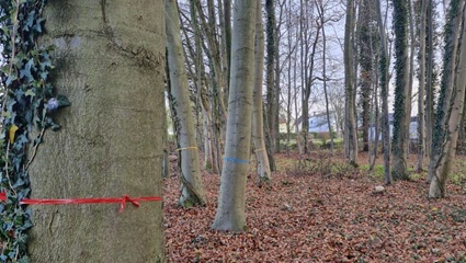 Bestattungsbäume im FriedWald Ohetal