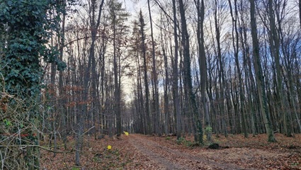 Waldweg im FriedWald Ohetal