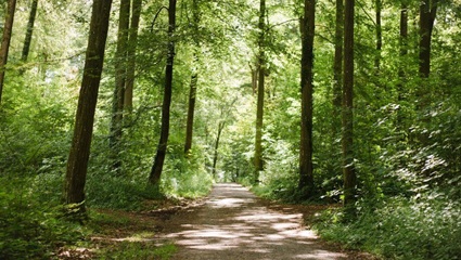 Quelle: FriedWald Schwaigern bei Heilbronn Waldweg im FriedWald Schwaigern