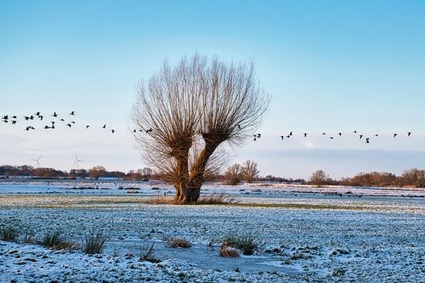 Raureif auf dem Feld im Naturschutzgebiet in Delmenhorst-Hasbergen