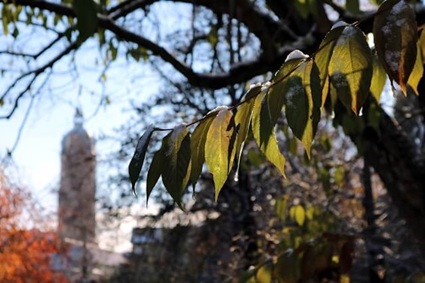Ast mit schneebedeckten Blättern vor dem Hintergrund der Skyline von Jena