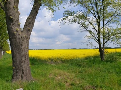 Blühendes Rapsfeld in der Umgebung von Zwickau