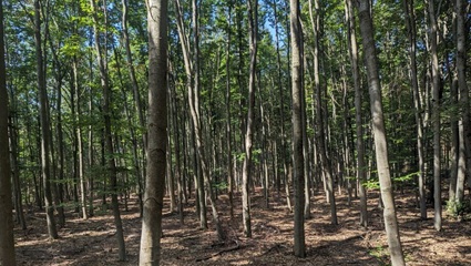 Waldbild | Quelle: FriedWald Lossatal