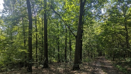 Waldweg | Quelle: FriedWald Lossatal