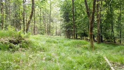 Mischwald im FriedWald Rümmingen | Quelle: FriedWald GmbH Mischwald im FriedWald Rümmingen – Laub- und Nadelbäume als Ruhestätten | Quelle: FriedWald GmbH