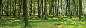 Quelle: RuheForst GmbH Waldbild aus dem RuheForst - naturnaher Bestattungsort unter alten Buchen und Eichen