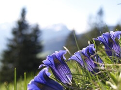 Almwiesenbestattung: Blumenwiese mit Enzian