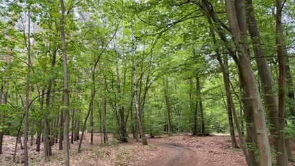 Waldweg | Quelle: FriedWald Lehnin Waldweg im FriedWald Lehnin | Quelle: FriedWald