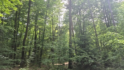Waldbild Waldbild im FriedWald Mainhardt | Quelle: FriedWald