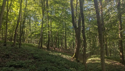 Waldbild im FriedWald Fahner Höhe | Quelle: FriedWald