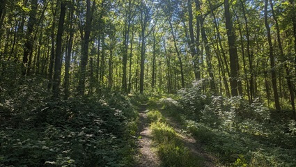 Waldweg im FriedWald Fahner Höhe | Quelle: FriedWald