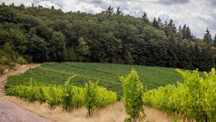 Waldrand Waldrand | Quelle: FriedWald Klüsserath