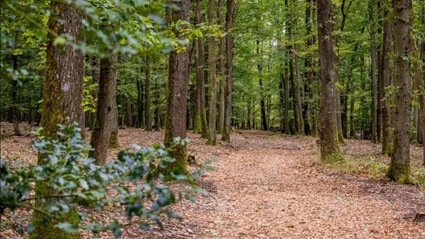 Waldbild Waldbild | Quelle: FriedWald Klüsserath