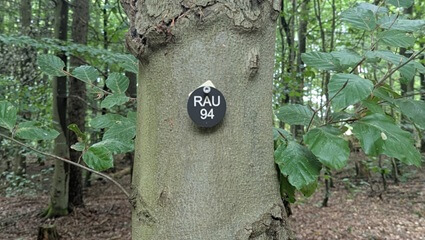 Bestattungsbaum mit Plakette Bestattungsbaum mit Plakette | Quelle: FriedWald Rauischholzhausen