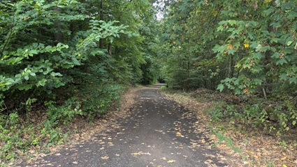 Hauptweg im FriedWald Rauischholzhausen Hauptweg | Quelle: FriedWald Rauischholzhausen